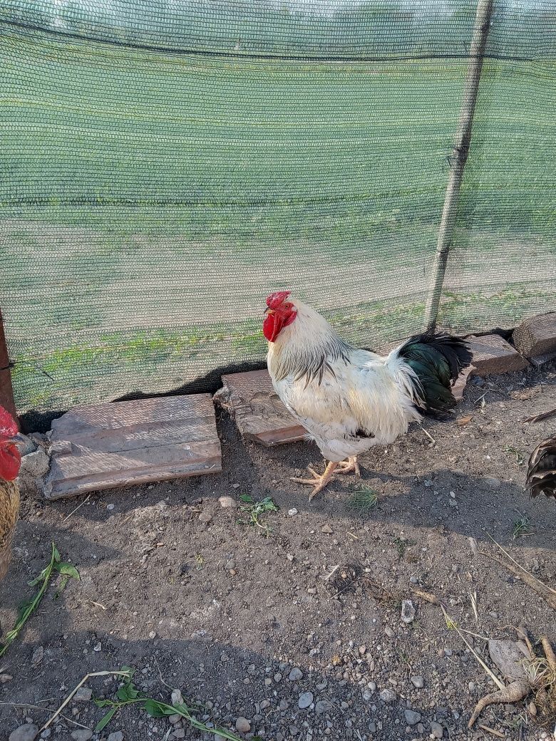 Cocoși de vânzare