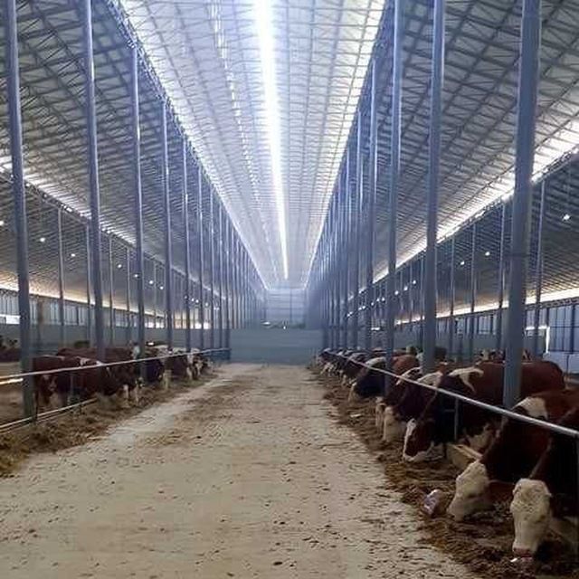 Tomlar navestlar issiqhonalar hizmat
