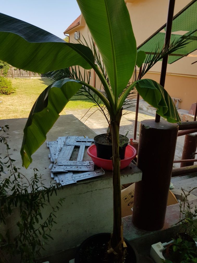 Vand plante ornamentale si pomisori