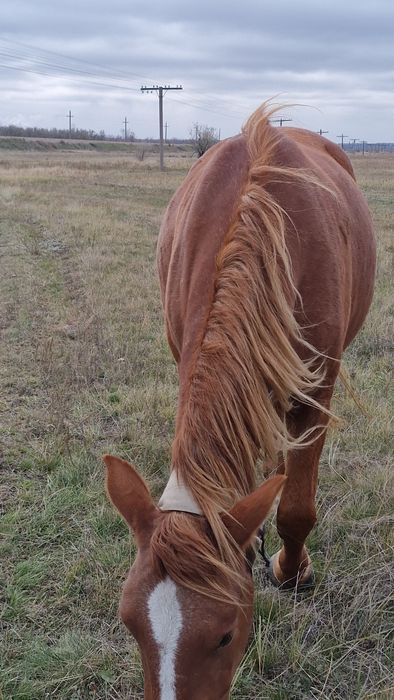 Байтал тяж сатылады