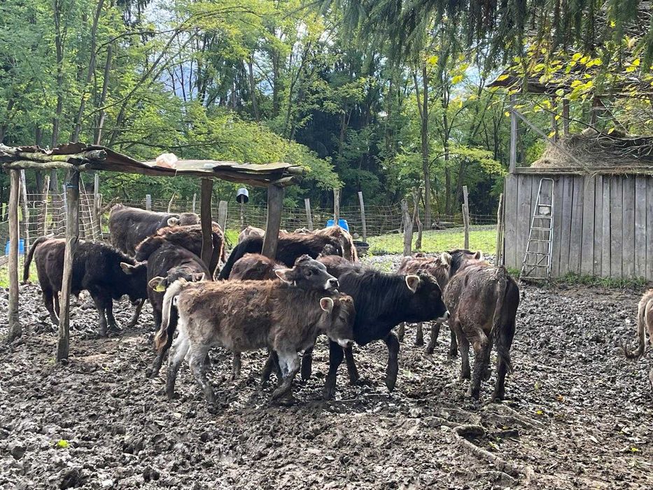 Vănd viței de diferite categorii de greutate