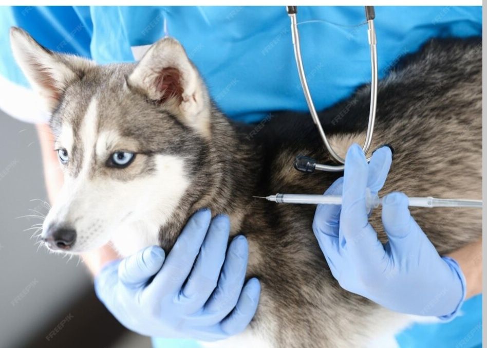 Veterinar xizmati 24/7