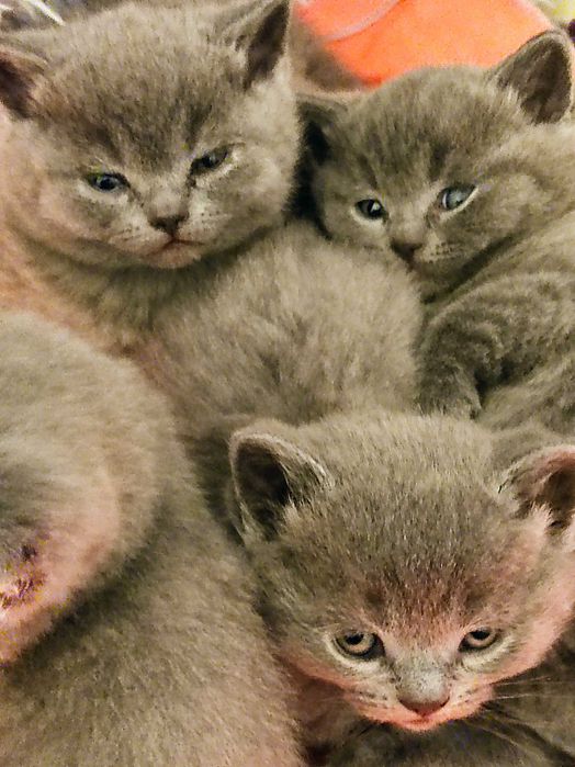 Британски котенца
