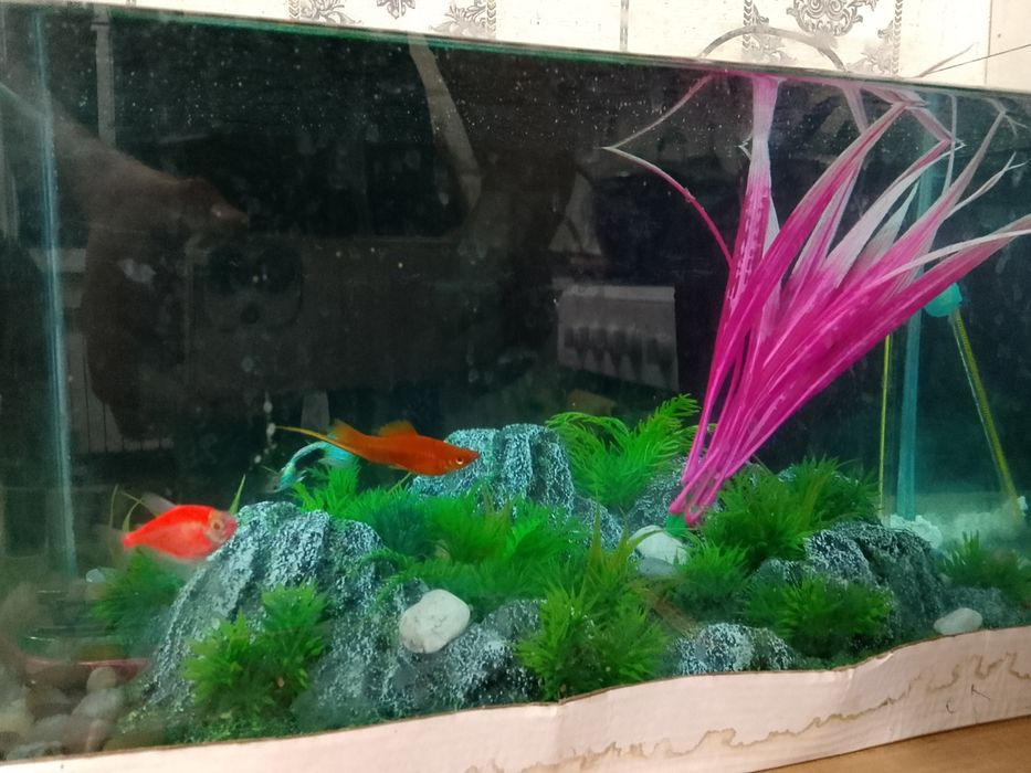 35litrli hitoy akvariyumi ichidagi aksesuarlari baliqlari bn yoni oval