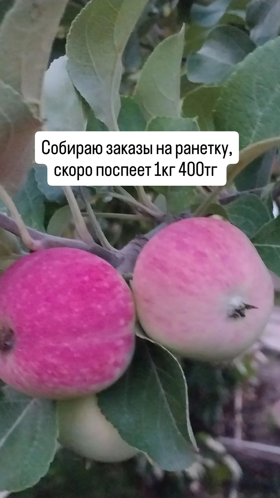 Продам фрукты на кампоты