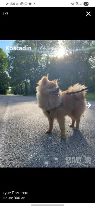 Куче Померан на 1 годинка