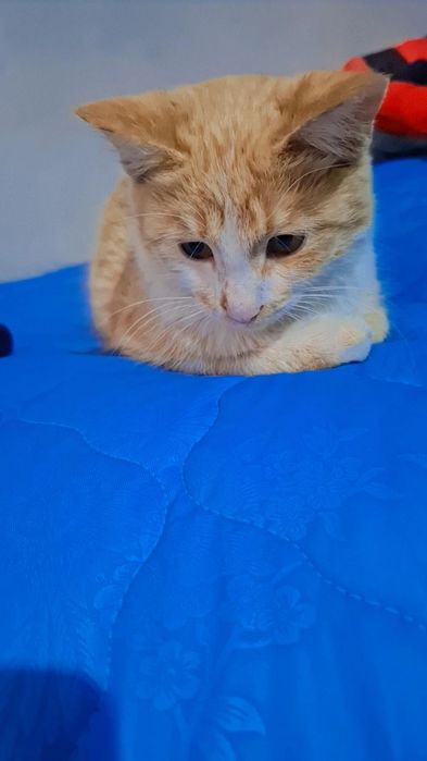 Пишик  мут барилади