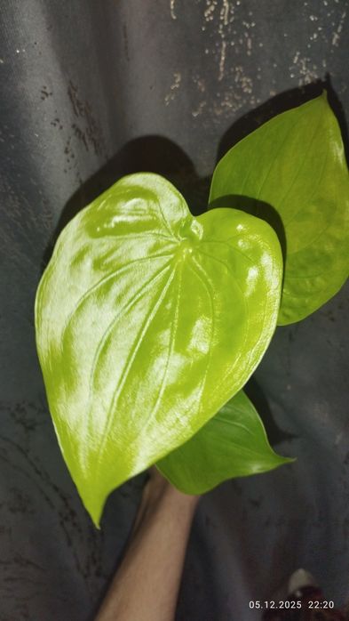Продается Шикарная Алоказия Кукулата