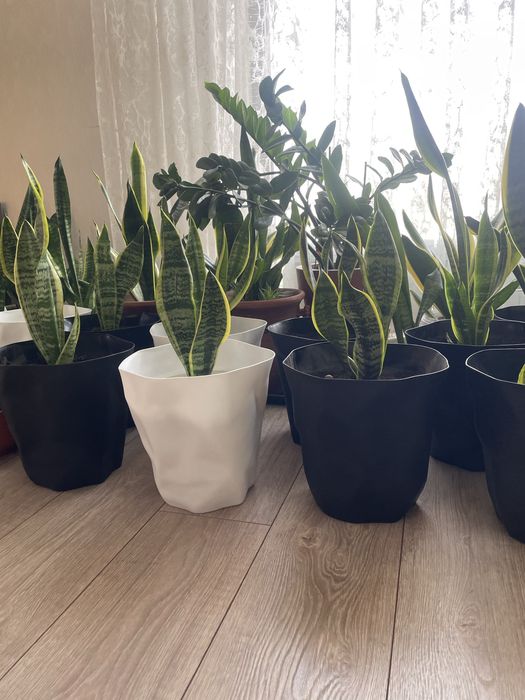 Продам комнатные цветы.