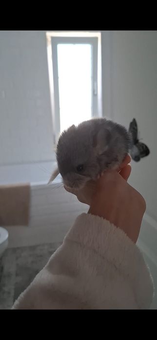 Chinchila Șinsila pui