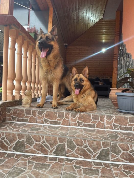 Vând căței ciobanesc german