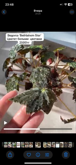 Бегонии домашние