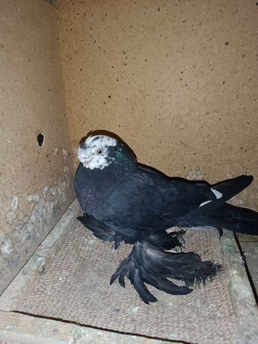 Продаю соч молодой носачубый