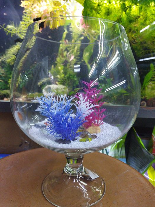 Рюмка5л .В Афалине.Навои Торайгырова