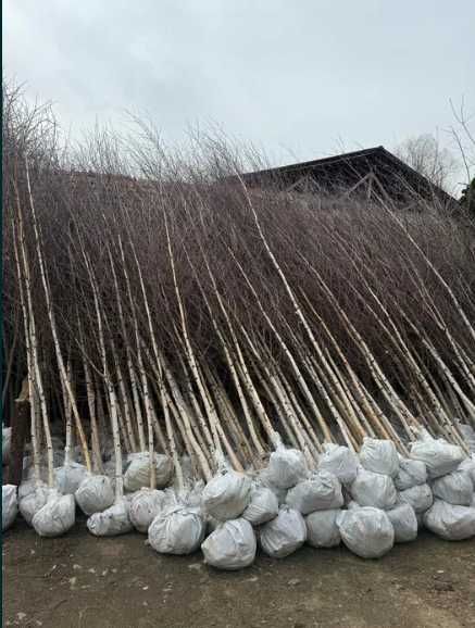 Plante Decorative Foioase • Tei • Mesteacăn • Carpen