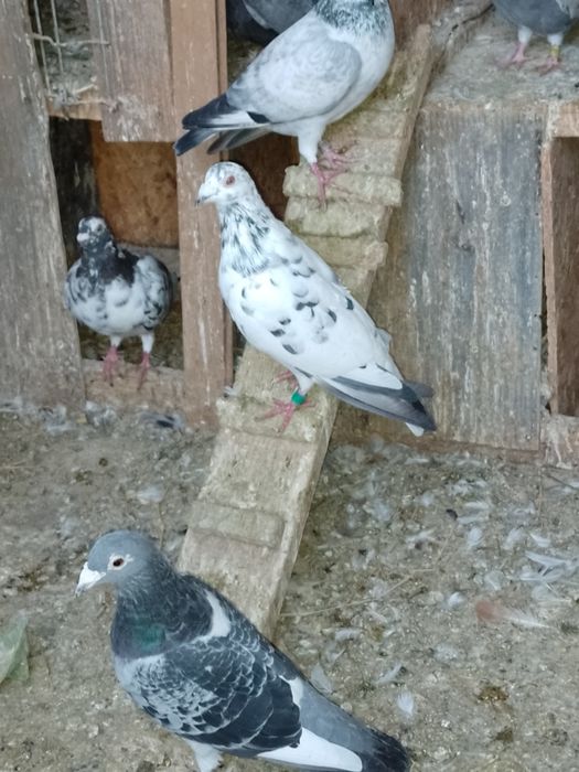 Vând porumbei voiajori și voltati