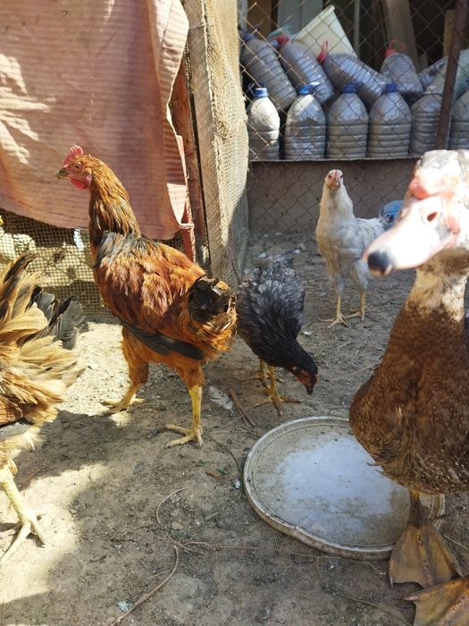 Продаются молодые петушки