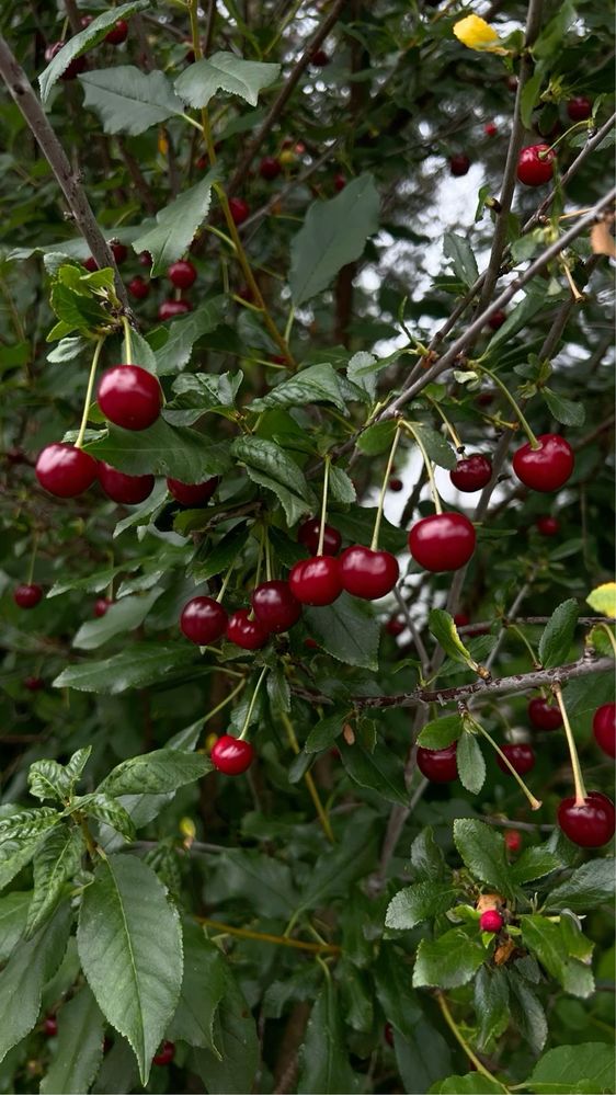 Продам вишню домашняя сочная