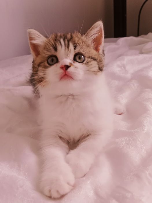 Шотландские здоровые котята 4 мес