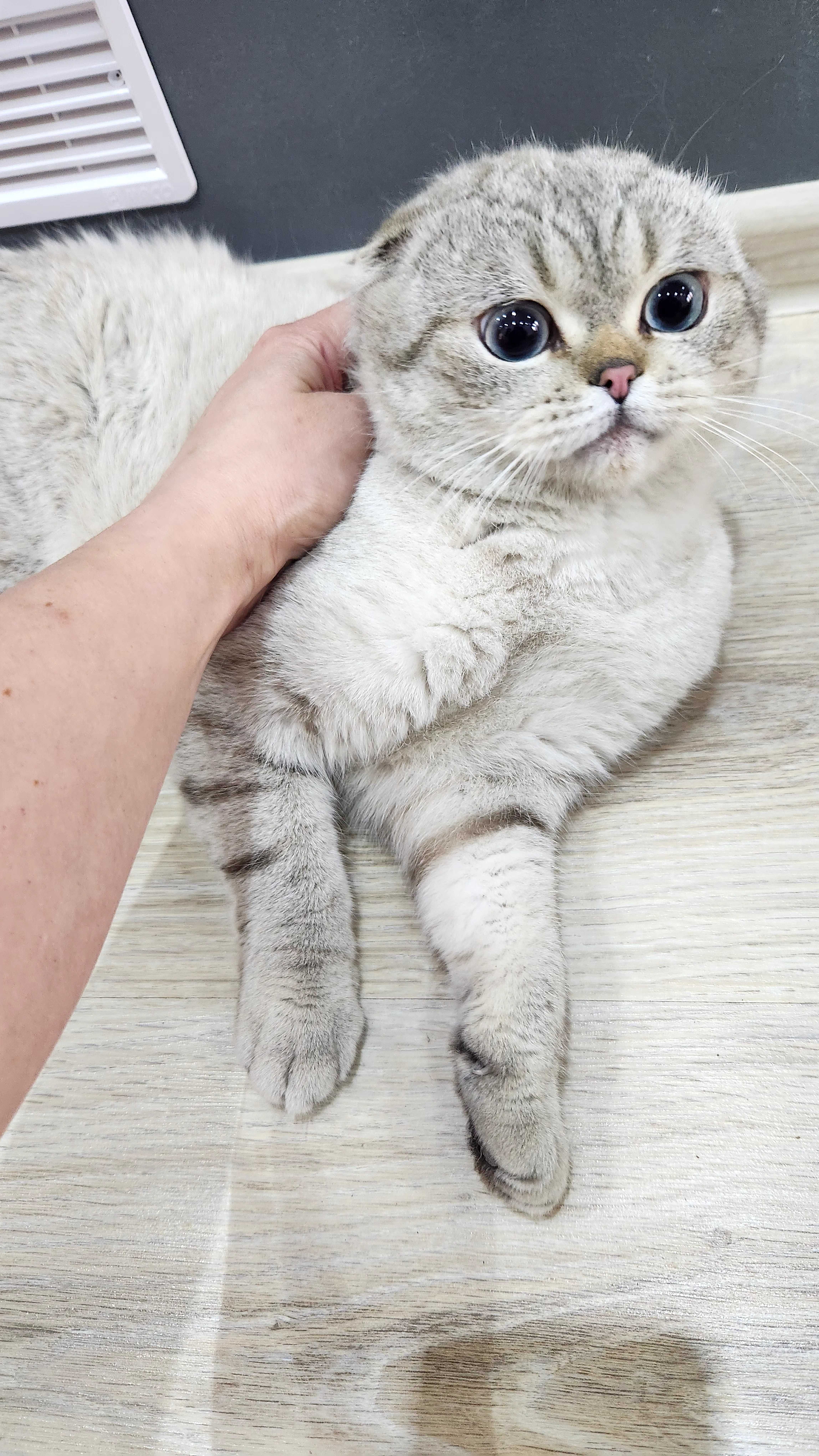 Шотландски котенца