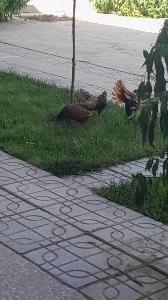 Tovuqchalar sibrayt 3 ta