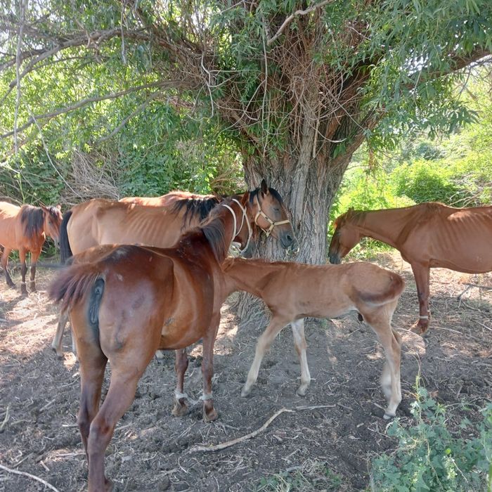 Сауынды биелер сатылады бары жуас