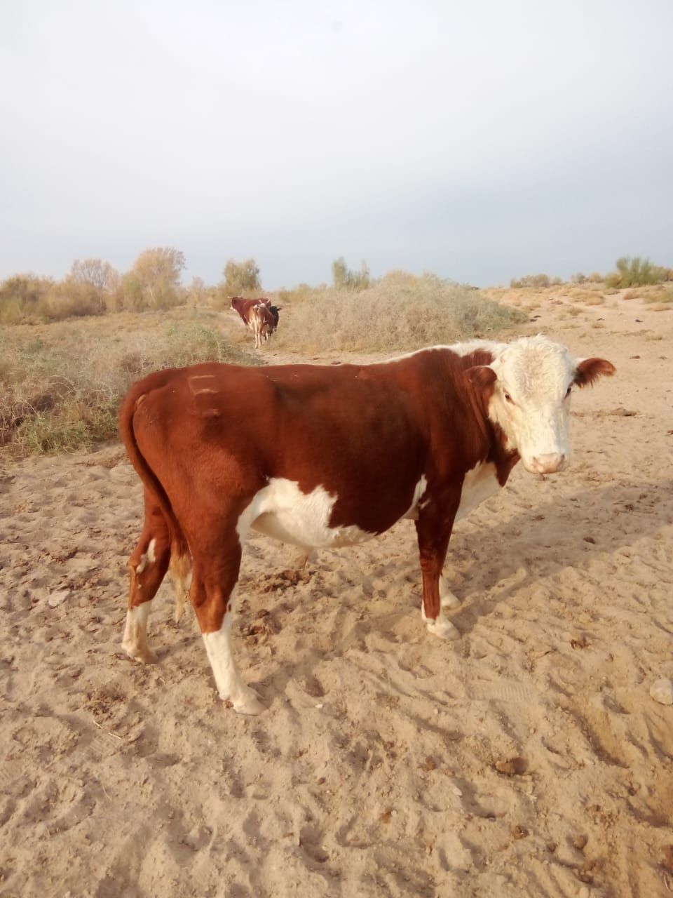 Продам коров белоголовые мясной породы.