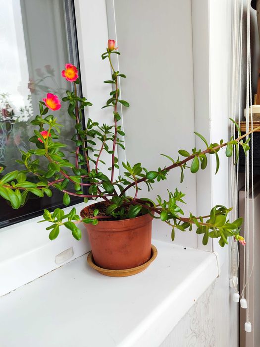 Продажа комнатных цветов