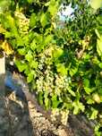 Struguri de vin producție 2025
