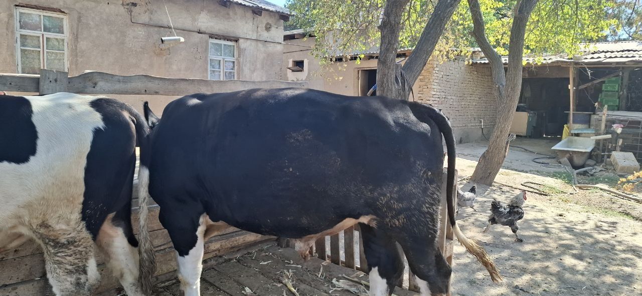 Buqa  sotiladi .
