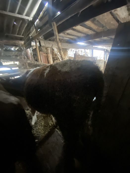 Продам 7 голов бычков