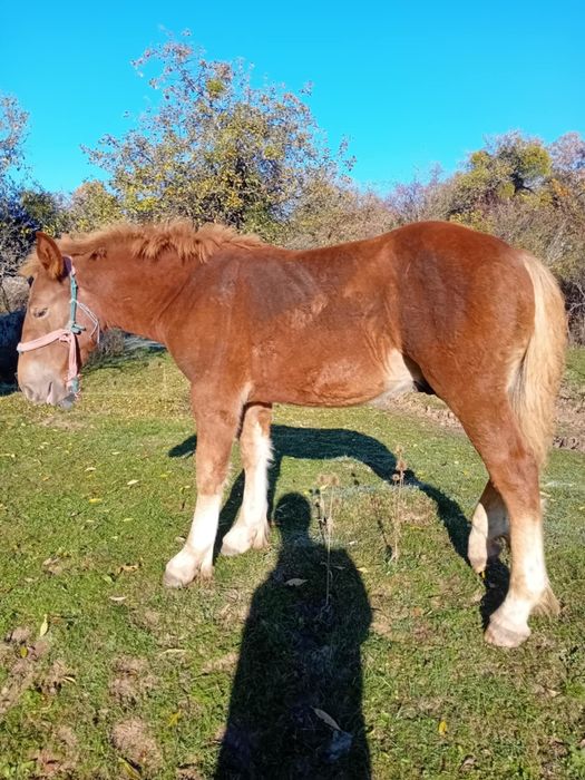 Vând  mânz de șase luni