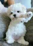 Bichon maltez mini toy
