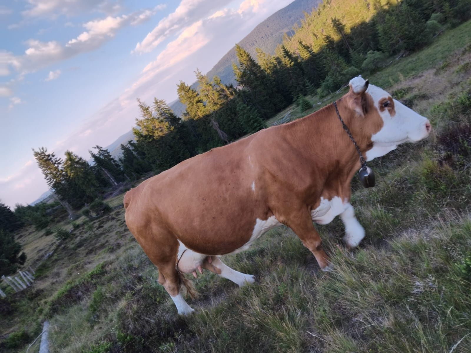 Vaca Baltata de 10 ani cu vitel