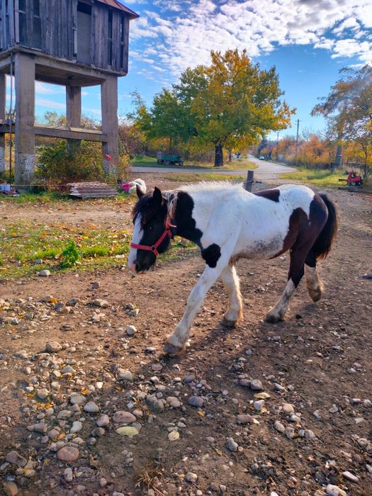 Vand un manz de 1 an jumate mai multe detali pe nr de telefon