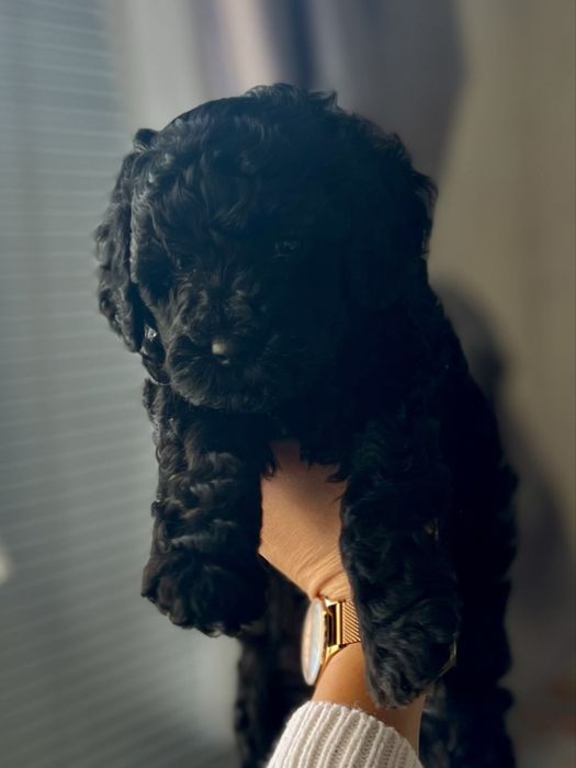 Пудел мини / Poodle