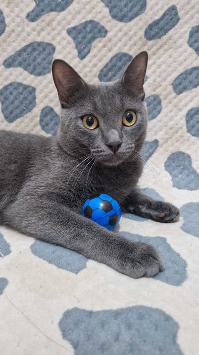 Котенок-мальчик Мики ищет дом и надёжных хозяев