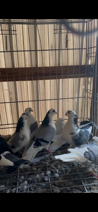 Porumbei disponibili sau la schimb