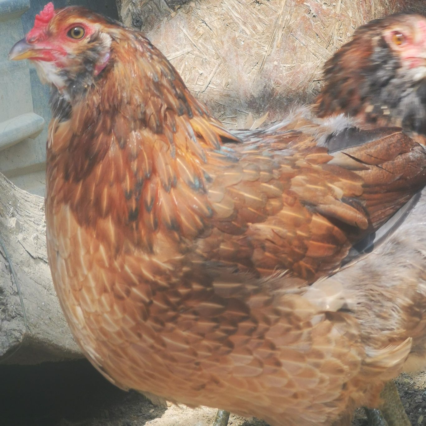 vand ouă araucana