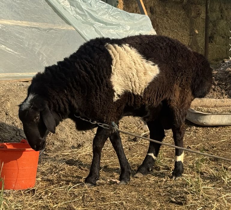 Кучкор сотилади