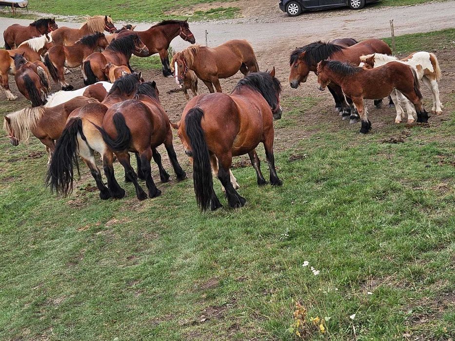 Manji de vanzare Cluj