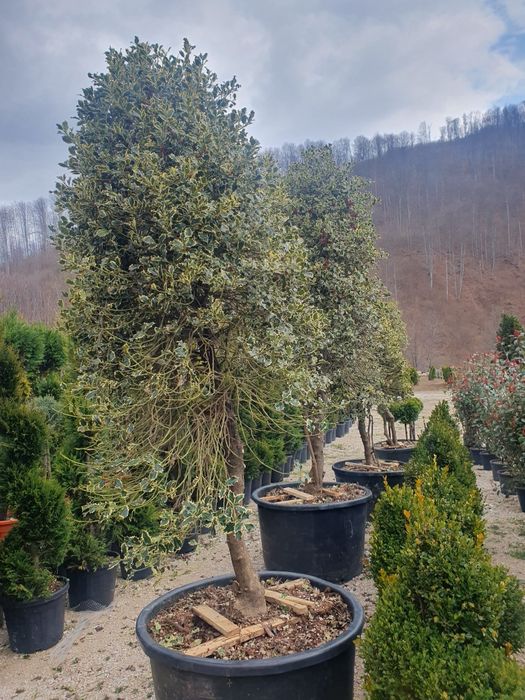 Plante exotice. Palmieri Trachycarpus Fortunei, maslin secular, bonsai