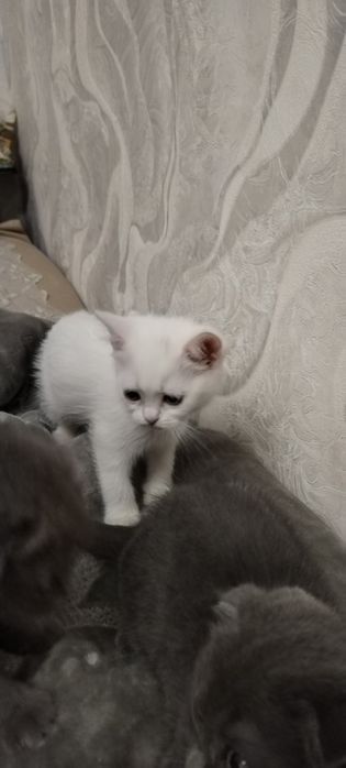 Продаются котята скотиш фолд и страйд