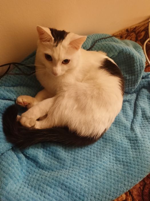 Отдам кошку в добрые руки