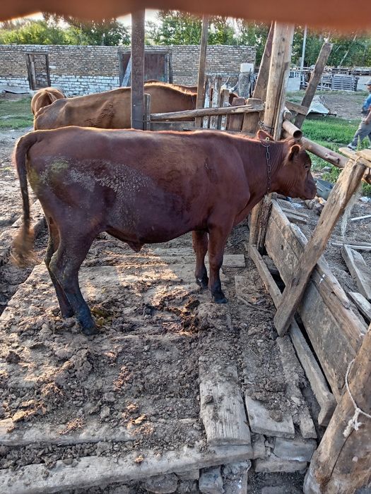 Өгіз сатылады бұқа