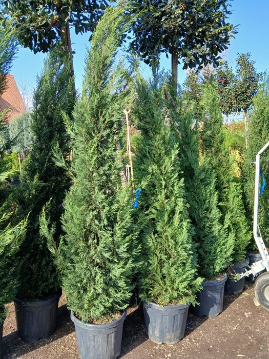 Plante ornamentale