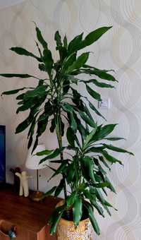 Planta mare de camere inaltime 160cm Dracena purifica aerul, fara ghiv
