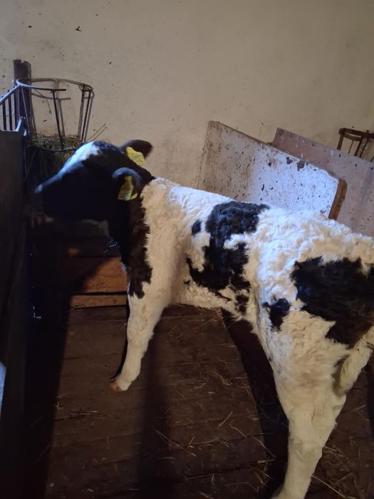 Vand vaca baltata romaneasca