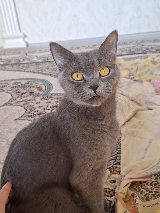 Шотландская кошка с 8 котятами