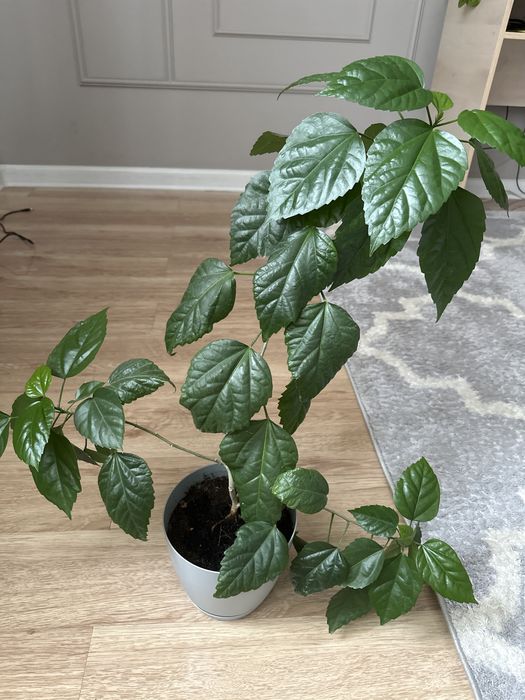 Китайская роза (гибискус)